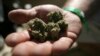 La legalización de la marihuana avanza en cinco estados