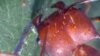 Leaf-cutter ants have powerful blades on either side of their head.