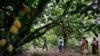 Champ de cacao à Djangobo, Niable dans l'est de la Côte d'Ivoire, le 17 novembre 2014. ( REUTERS / Thierry Gouegnon )