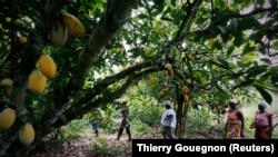 Champ de cacao à Djangobo, Niable dans l'est de la Côte d'Ivoire, le 17 novembre 2014. ( REUTERS / Thierry Gouegnon )
